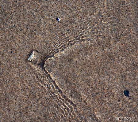 DSC_0027 - MOD1 - Perran Beach - Cornwall - BIPS©2012 28-3-2012